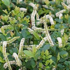 Shrubs for Shade