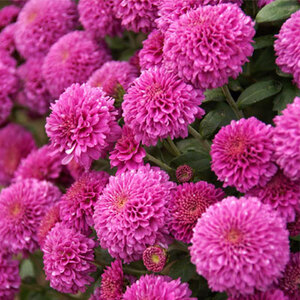  Button Mums